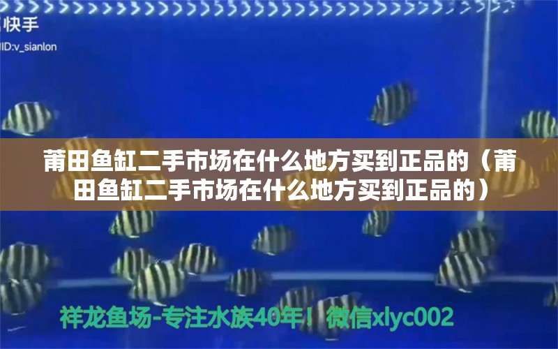 莆田鱼缸二手市场在什么地方买到正品的（莆田鱼缸二手市场在什么地方买到正品的） 玫瑰银版鱼