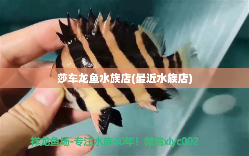 莎车龙鱼水族店(最近水族店)