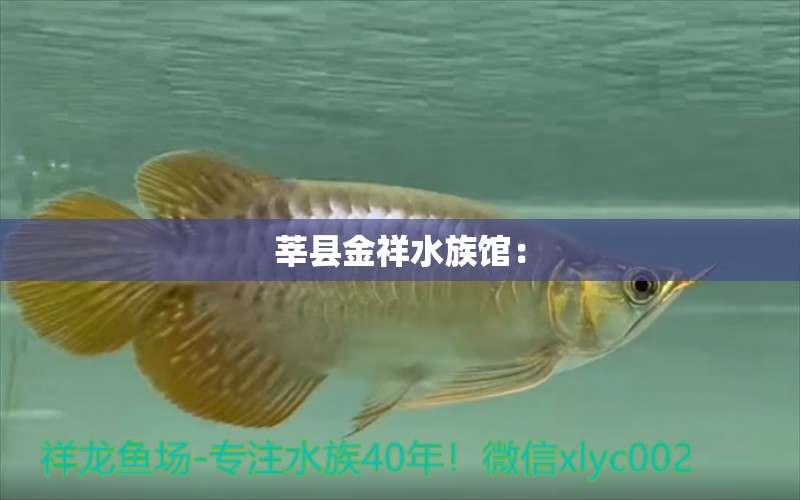 莘县金祥水族馆：