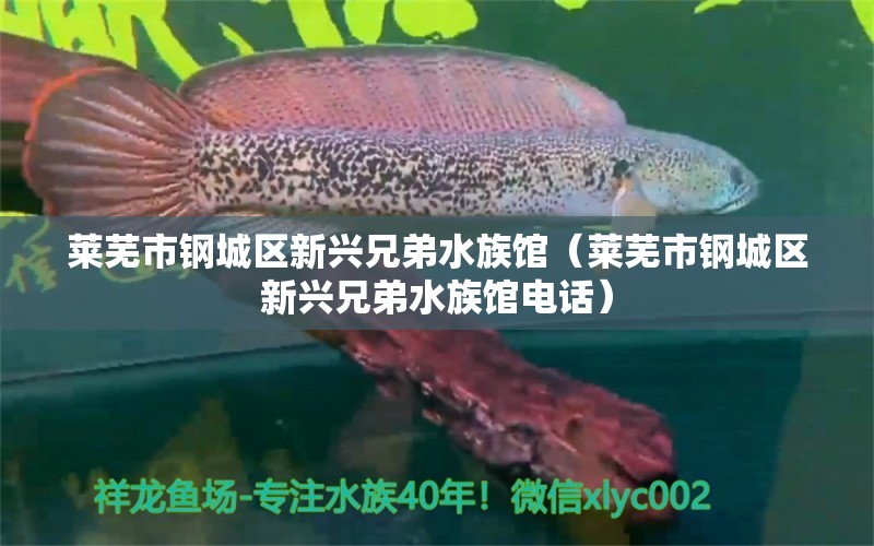 莱芜市钢城区新兴兄弟水族馆（莱芜市钢城区新兴兄弟水族馆电话）