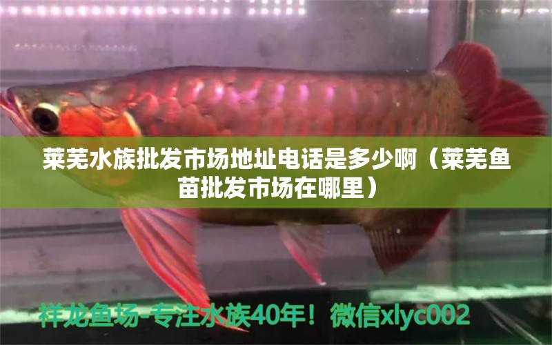 莱芜水族批发市场地址电话是多少啊（莱芜鱼苗批发市场在哪里） 黄金斑马鱼 第1张