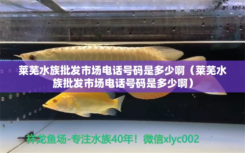 莱芜水族批发市场电话号码是多少啊（莱芜水族批发市场电话号码是多少啊）