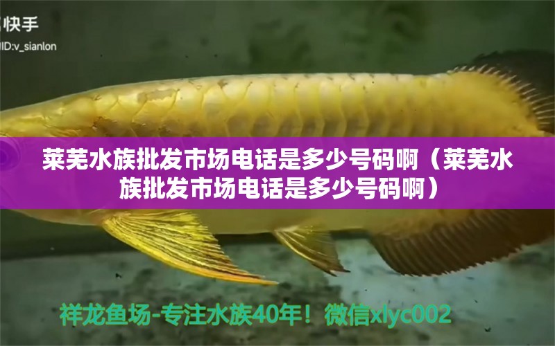 莱芜水族批发市场电话是多少号码啊（莱芜水族批发市场电话是多少号码啊）