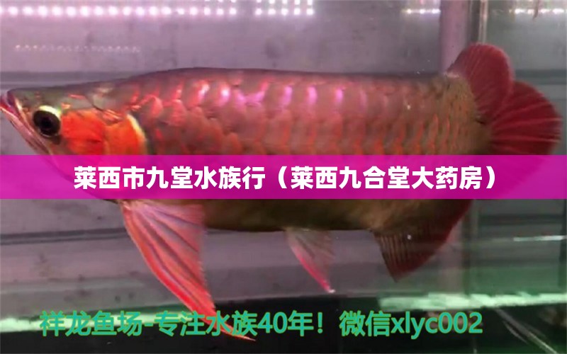 莱西市九堂水族行（莱西九合堂大药房）