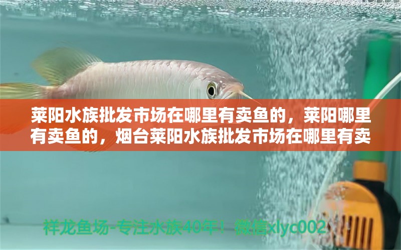 莱阳水族批发市场在哪里有卖鱼的，莱阳哪里有卖鱼的，烟台莱阳水族批发市场在哪里有卖鱼的和莱阳哪里有卖鱼的