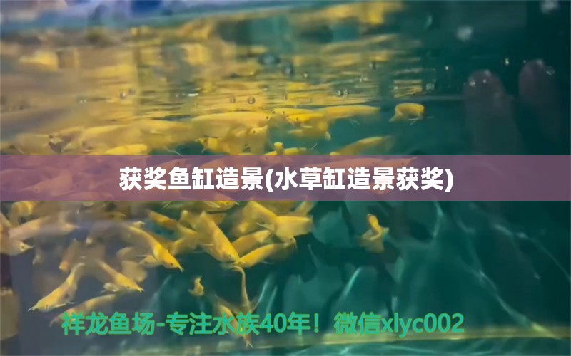 获奖鱼缸造景(水草缸造景获奖) 水草