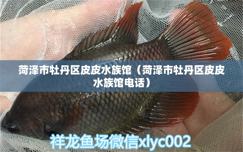 菏泽市牡丹区皮皮水族馆（菏泽市牡丹区皮皮水族馆电话）