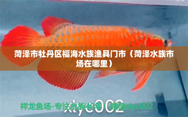 菏泽市牡丹区福海水族渔具门市（菏泽水族市场在哪里）