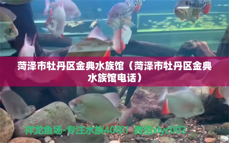 菏泽市牡丹区金典水族馆（菏泽市牡丹区金典水族馆电话）