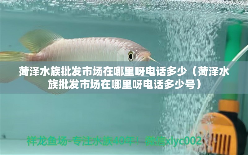 菏泽水族批发市场在哪里呀电话多少（菏泽水族批发市场在哪里呀电话多少号）