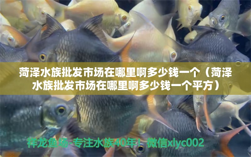 菏泽水族批发市场在哪里啊多少钱一个（菏泽水族批发市场在哪里啊多少钱一个平方）