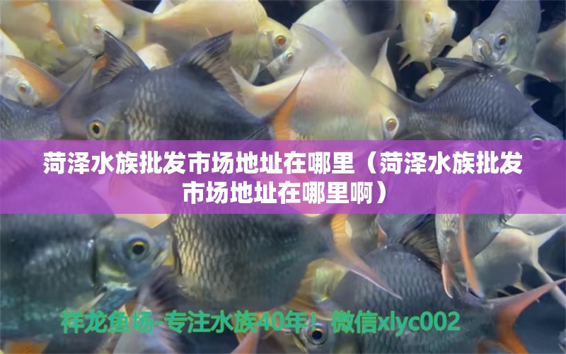 菏泽水族批发市场地址在哪里（菏泽水族批发市场地址在哪里啊）