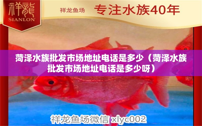 菏泽水族批发市场地址电话是多少（菏泽水族批发市场地址电话是多少呀） 观赏鱼水族批发市场