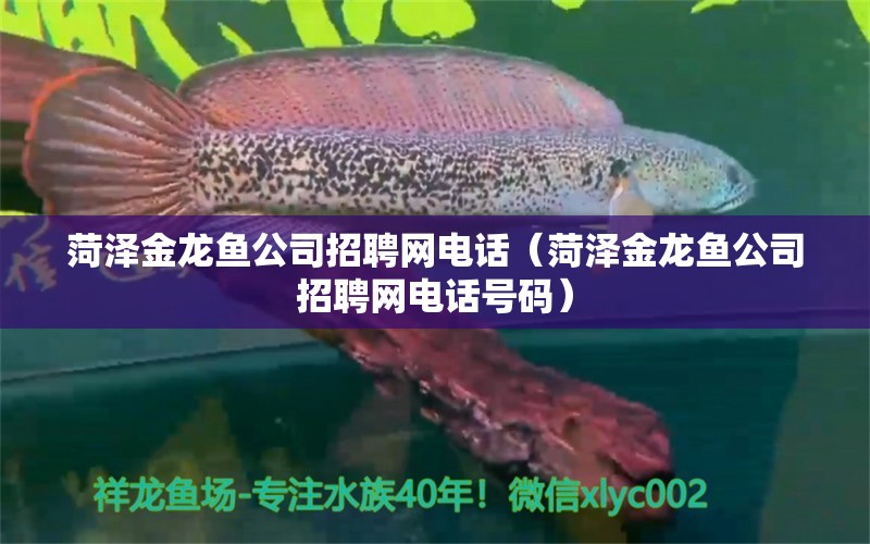 菏泽金龙鱼公司招聘网电话（菏泽金龙鱼公司招聘网电话号码）