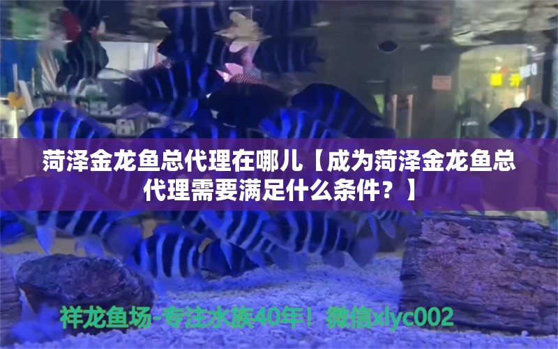 菏泽金龙鱼总代理在哪儿【成为菏泽金龙鱼总代理需要满足什么条件？】 水族问答 第1张