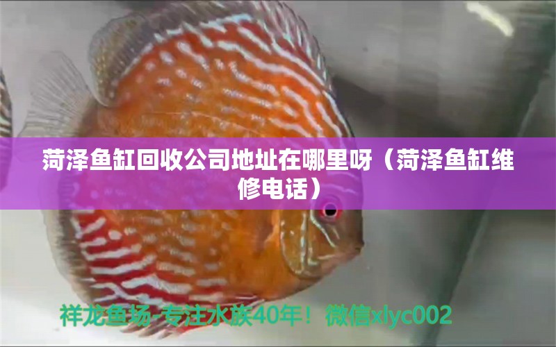 菏泽鱼缸回收公司地址在哪里呀（菏泽鱼缸维修电话）