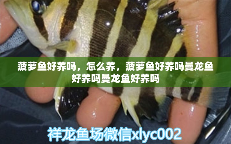 菠萝鱼好养吗，怎么养，菠萝鱼好养吗曼龙鱼好养吗曼龙鱼好养吗 图腾金龙鱼 第1张