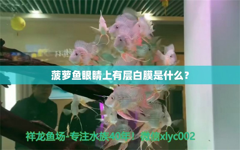 菠萝鱼眼睛上有层白膜是什么？ 帝王迷宫鱼