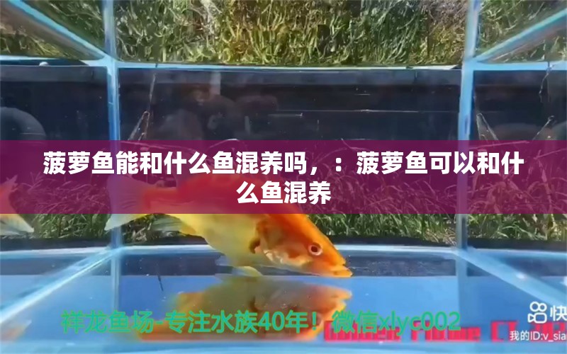 菠萝鱼能和什么鱼混养吗，：菠萝鱼可以和什么鱼混养 龙鱼百科 第2张