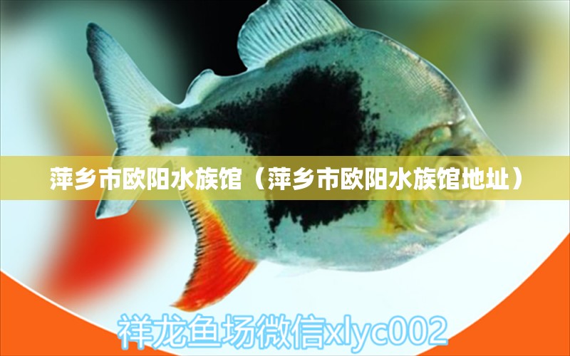 萍乡市欧阳水族馆（萍乡市欧阳水族馆地址） 全国水族馆企业名录