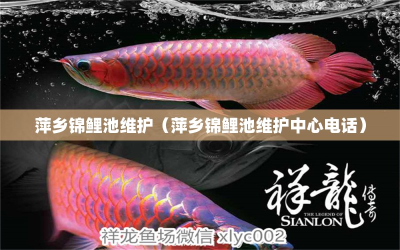 萍乡锦鲤池维护（萍乡锦鲤池维护中心电话） 祥龙水族医院