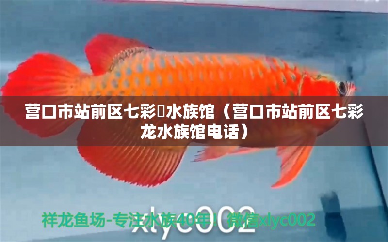 营口市站前区七彩龍水族馆（营口市站前区七彩龙水族馆电话）