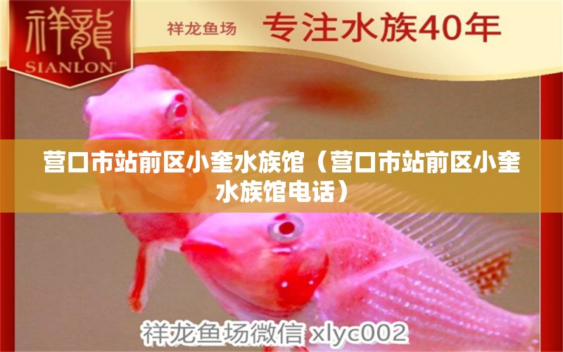 营口市站前区小奎水族馆（营口市站前区小奎水族馆电话）