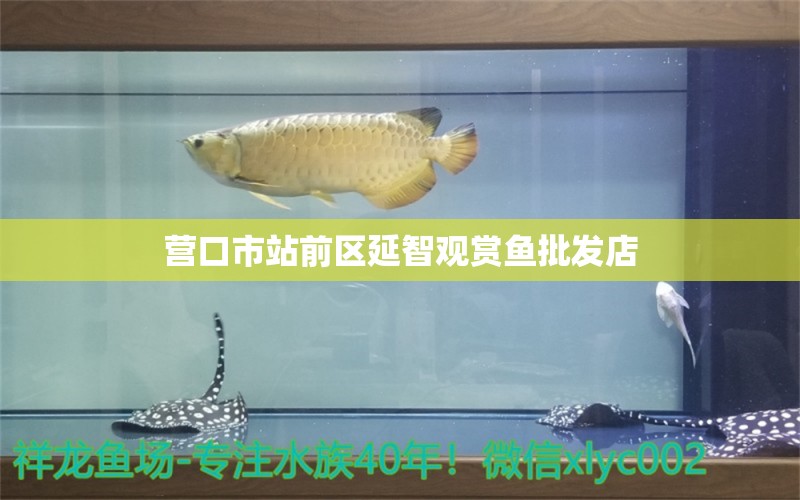 营口市站前区延智观赏鱼批发店 观赏鱼批发