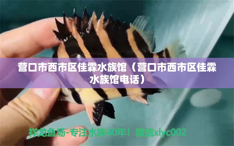 营口市西市区佳霖水族馆（营口市西市区佳霖水族馆电话）