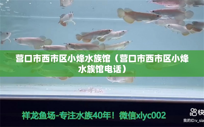 营口市西市区小烽水族馆（营口市西市区小烽水族馆电话）