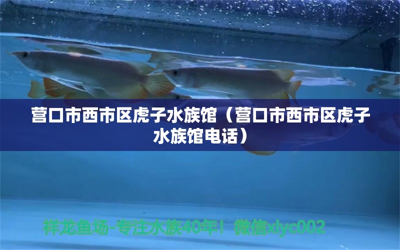 营口市西市区虎子水族馆（营口市西市区虎子水族馆电话） 全国水族馆企业名录