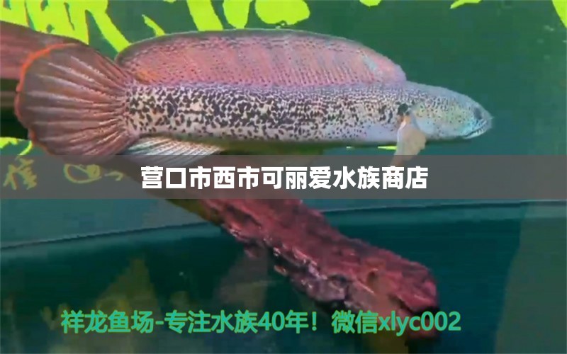 营口市西市可丽爱水族商店 全国水族馆企业名录