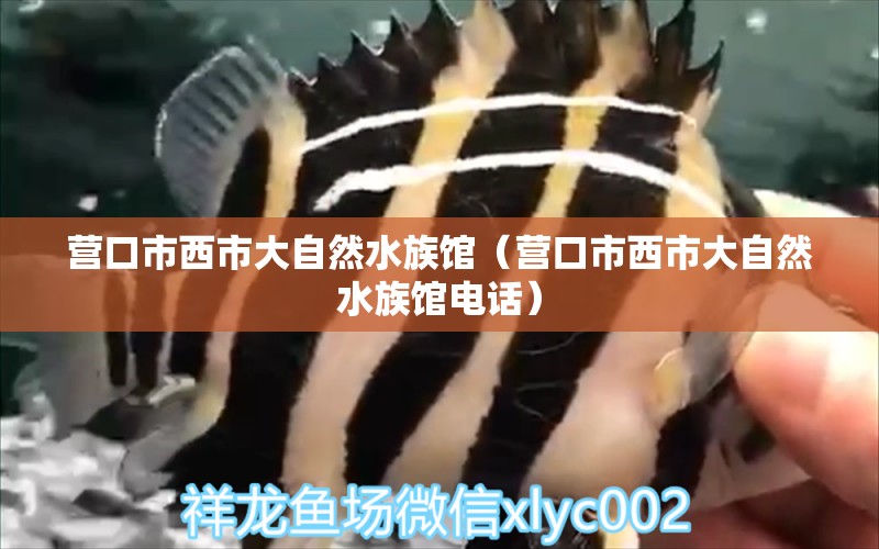 营口市西市大自然水族馆（营口市西市大自然水族馆电话）