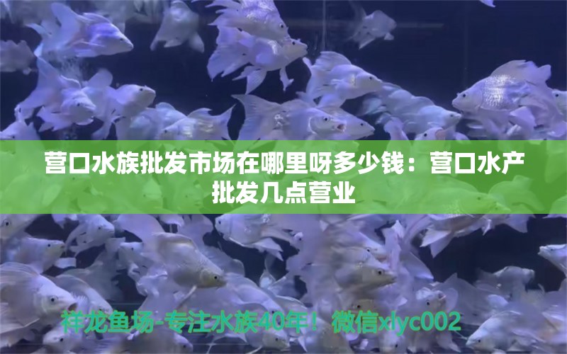 营口水族批发市场在哪里呀多少钱：营口水产批发几点营业