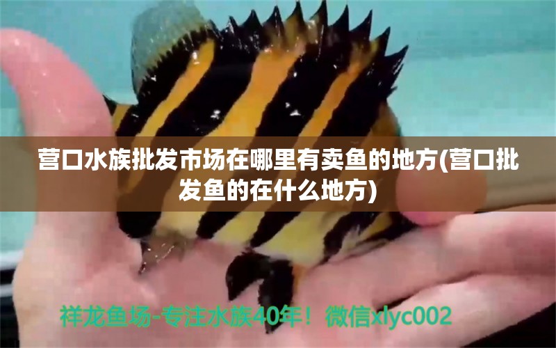 营口水族批发市场在哪里有卖鱼的地方(营口批发鱼的在什么地方)