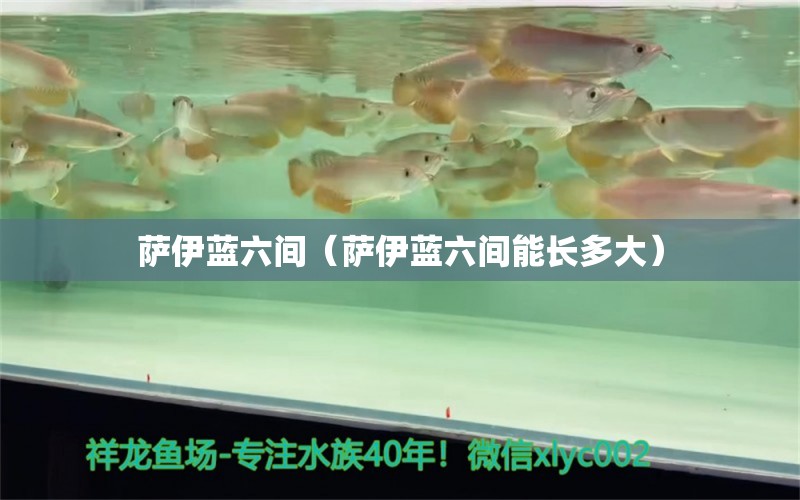 萨伊蓝六间（萨伊蓝六间能长多大）