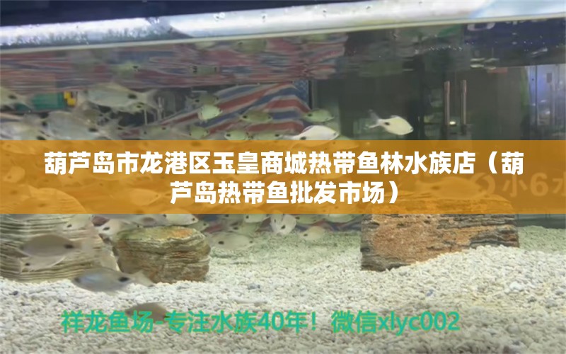 葫芦岛市龙港区玉皇商城热带鱼林水族店（葫芦岛热带鱼批发市场） 全国水族馆企业名录