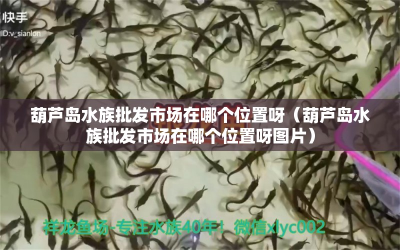 葫芦岛水族批发市场在哪个位置呀（葫芦岛水族批发市场在哪个位置呀图片） 观赏鱼水族批发市场