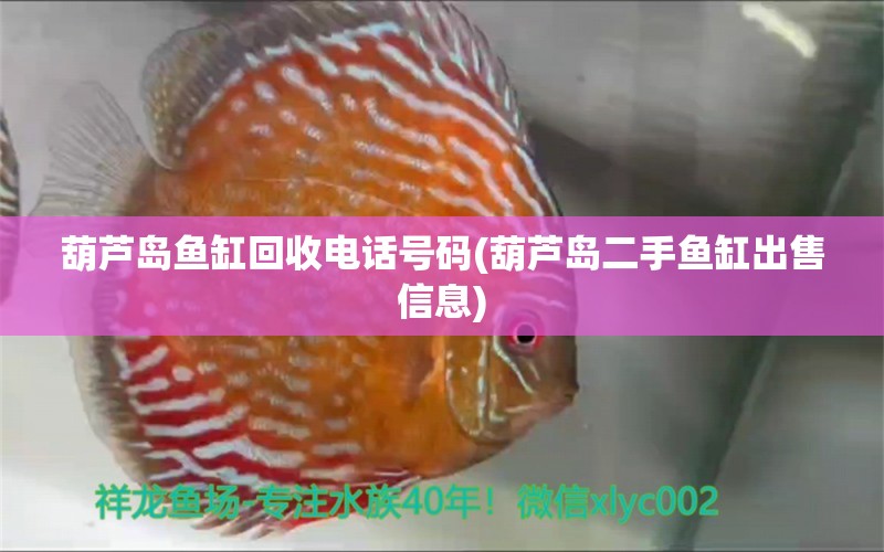 葫芦岛鱼缸回收电话号码(葫芦岛二手鱼缸出售信息) 黑白双星