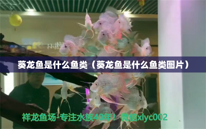 葵龙鱼是什么鱼类（葵龙鱼是什么鱼类图片） 祥龙水族医院