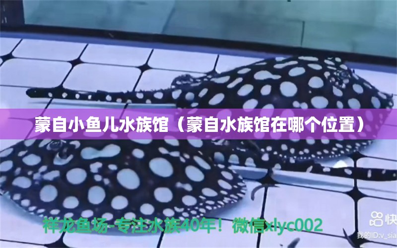 蒙自小鱼儿水族馆（蒙自水族馆在哪个位置） 全国水族馆企业名录