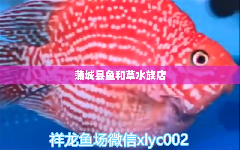 蒲城县鱼和草水族店