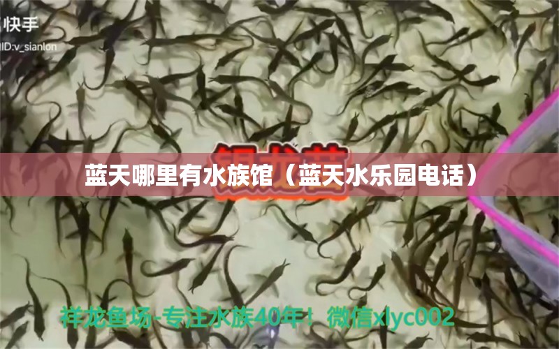 蓝天哪里有水族馆（蓝天水乐园电话） 苏虎苗（苏门答腊虎鱼苗）