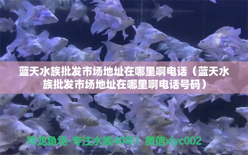 蓝天水族批发市场地址在哪里啊电话（蓝天水族批发市场地址在哪里啊电话号码）