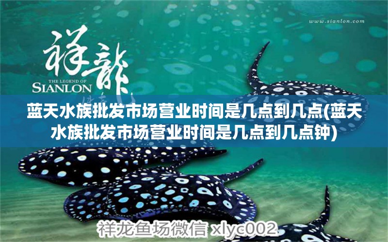 蓝天水族批发市场营业时间是几点到几点(蓝天水族批发市场营业时间是几点到几点钟) 白子银版鱼