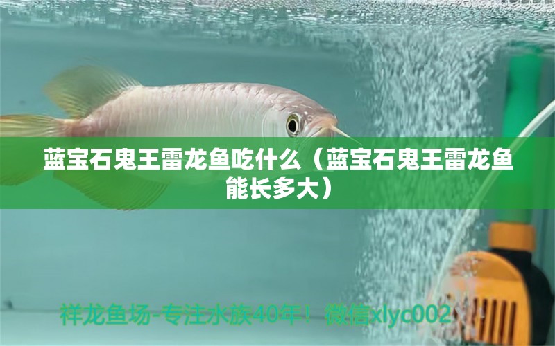 蓝宝石鬼王雷龙鱼吃什么（蓝宝石鬼王雷龙鱼能长多大） 祥龙水族医院