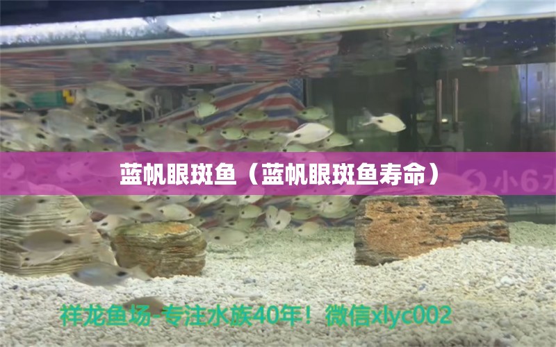 蓝帆眼斑鱼（蓝帆眼斑鱼寿命） 水族用品