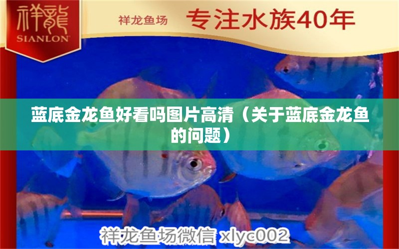 蓝底金龙鱼好看吗图片高清（关于蓝底金龙鱼的问题） 水族问答 第1张