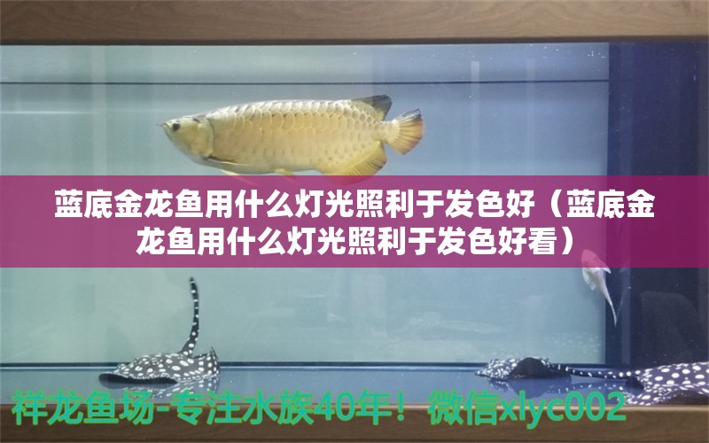 蓝底金龙鱼用什么灯光照利于发色好（蓝底金龙鱼用什么灯光照利于发色好看） 观赏鱼市场（混养鱼）