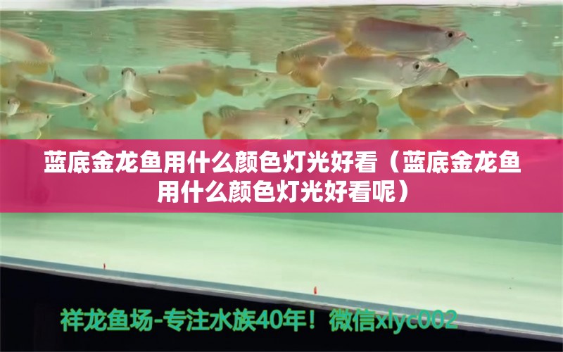 蓝底金龙鱼用什么颜色灯光好看（蓝底金龙鱼用什么颜色灯光好看呢）